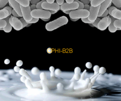 AntiFreeze Protein (AFP)
