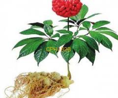 San Qi (Tian Qi) Notoginseng Powder (tienchi Powder)