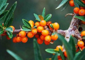 8 Benefits of Sea Buckthorn Oil and What is Sea buckthorn oil